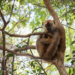Kirindy - Young red-fronted brown lemur